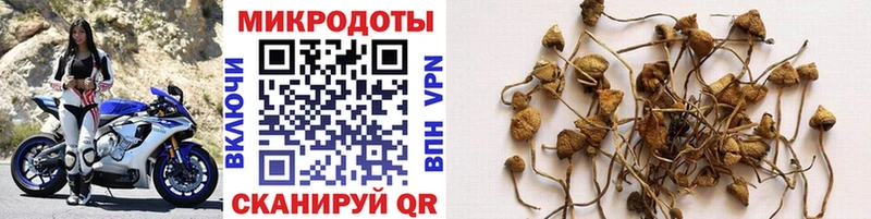 Купить закладки  Холм  Псилоцибиновые грибы Cubensis 